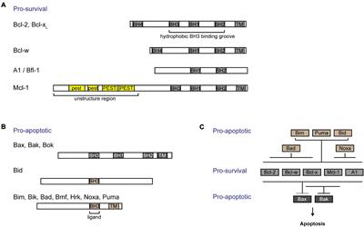 Physiological Functions of Mcl-1: Insights From Genetic Mouse Models